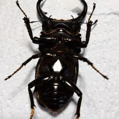 国産オオクワガタ♂(羽パカ)の画像