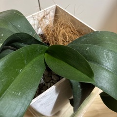 胡蝶蘭　苗　白　②の画像