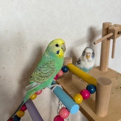 セキセイインコ　メス2匹　