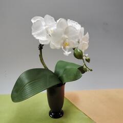 ミニ胡蝶蘭の画像