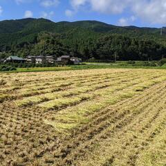稲わらの画像