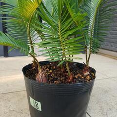 18番：ソテツ(カキ子7株)の画像