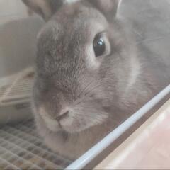 うさぎ メス 1歳くらい