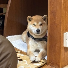 仕事で県外に行くことになったので里親様募集してます - 西条市