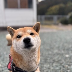 仕事で県外に行くことになったので里親様募集してます - 犬