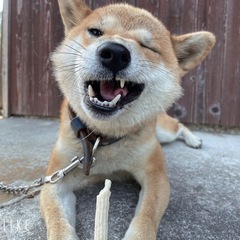 仕事で県外に行くことになったので里親様募集してます − 愛媛県
