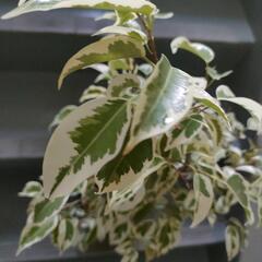 インテリア　観葉植物　フィカス　ベンジャミン　スターライト　85cm　６号の画像