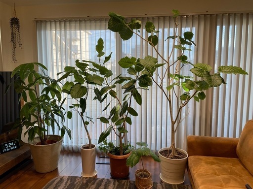 観葉植物5点セット　ベンガレンシス ウンベラータ パキラ