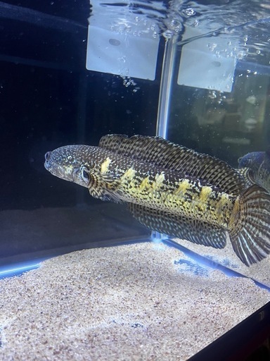 バイオレットスネークヘッド/ CHANNA AURANTI チャンナ