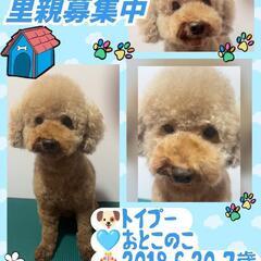 🍀トイプードル💙おとこのこ🐕7歳🐾トミ君(仮)🍀運命の赤い…