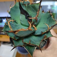 【アガベ】チタノタ　ハデス　プレステラ90深鉢の画像