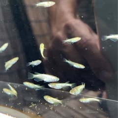 メダカ　めだか　掛け合わせメダカ　の画像