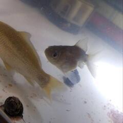 鑑賞魚2匹とその他の画像