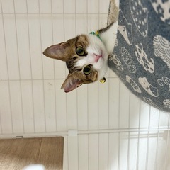 仮名：秋斗  キジシロの男の子