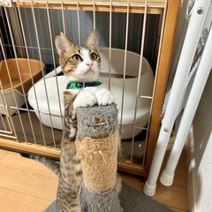 仮名：秋斗  キジシロの男の子