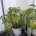 ランキングキーワードに紐づく投稿画像-観葉植物