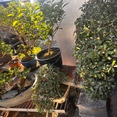 盆栽の画像
