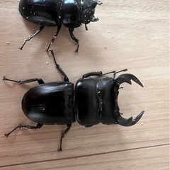 ブータンアンタエウスオオクワガタの画像