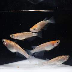 王華 メダカ 5匹＋保証1匹セット選外 めだか 現物 紅白メダカ ラメメダカの画像