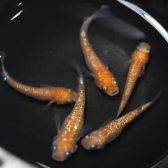 王華 メダカ 5匹＋保証1匹セット選外 めだか 現物 紅白メダカ ラメメダカの画像