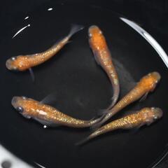 王華 メダカ 5匹＋保証1匹セット選外 めだか 現物 紅白メダカ ラメメダカの画像