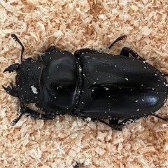 ミャンマーアンタエウスオオクワガタの画像