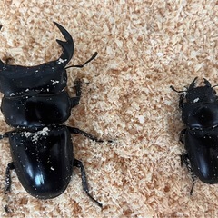 ミャンマーアンタエウスオオクワガタの画像
