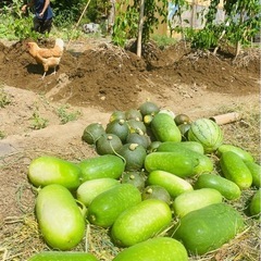 🌱自宅で収穫した自然な野菜🌱物々交換可🙆‍♀️