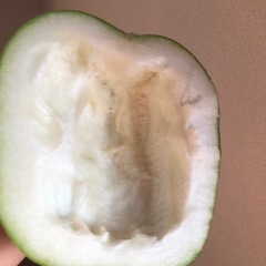 野菜 冬瓜下処理済みの画像