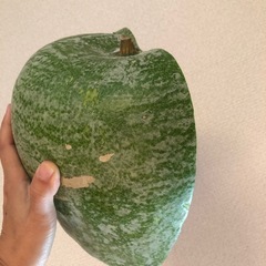 野菜 冬瓜下処理済みの画像