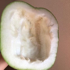 野菜 冬瓜下処理済みの画像