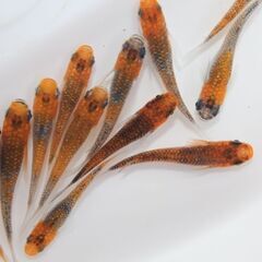 オーロララメメダカ 5匹セット 500円 - 道の駅にのみやで販売しております。亀田養魚の画像