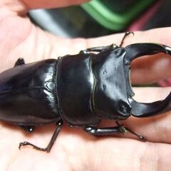 佐賀県産オオクワガタ ♂74.5ミリ ♀47.7ミリ ペアの画像