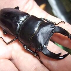 佐賀県産オオクワガタ ♂74.5ミリ ♀47.7ミリ ペアの画像