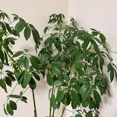 観葉植物差し上げます カポック シェフレラの画像
