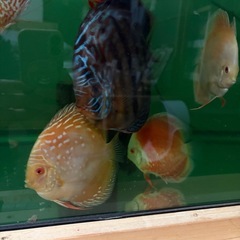 ディスカス9匹まとめ売りの画像