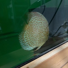 ディスカス9匹まとめ売りの画像