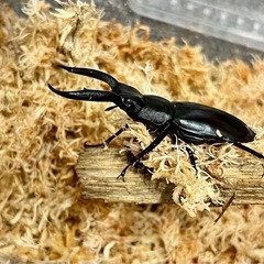クワガタ生体余品販売の画像