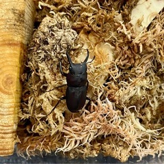 クワガタ生体余品販売の画像
