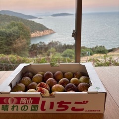 早い者勝ち　いちじく　1箱24個入りの画像
