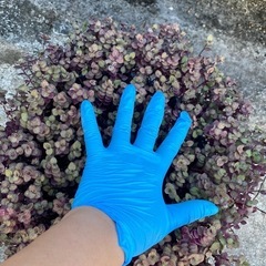 多肉植物🪴カリシアショーンの画像