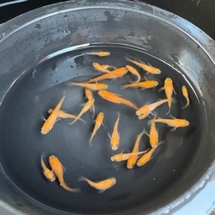 メダカ　楊パン　画像すべての画像