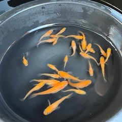 メダカ　楊パン　画像すべての画像