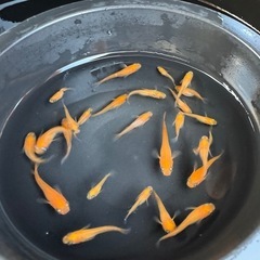 メダカ　楊パン　画像すべての画像