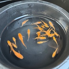 メダカ　楊パン　画像すべての画像