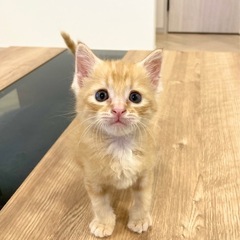 お声かかり中です🙇‍♀️