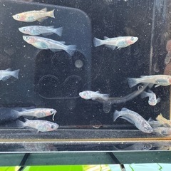 メダカ　和墨×ミラージュ斑　画像すべての画像