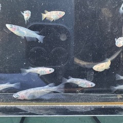 メダカ　和墨×ミラージュ斑　画像すべての画像