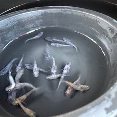メダカ　和墨×ミラージュ斑　画像すべての画像
