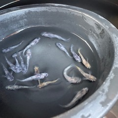 メダカ　和墨×ミラージュ斑　画像すべての画像